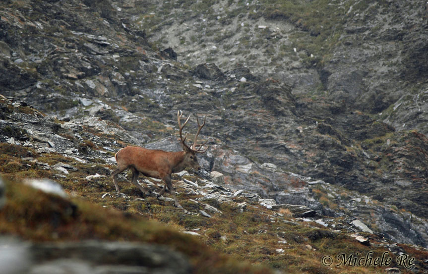 PASSIONE PER IL CERVO